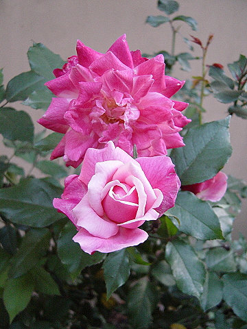 按此在新視窗瀏覽圖片