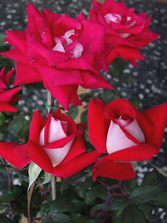 按此在新視窗瀏覽圖片