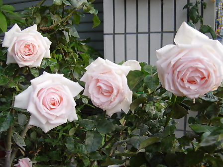 按此在新視窗瀏覽圖片