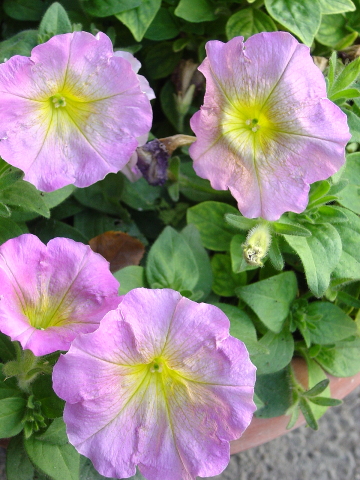 按此在新視窗瀏覽圖片