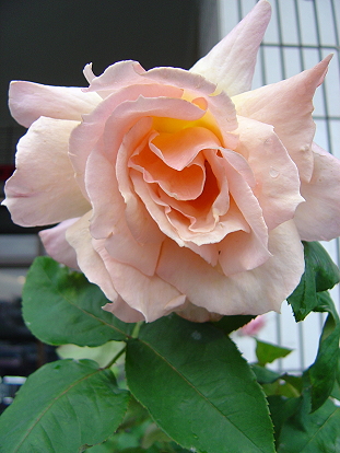 按此在新視窗瀏覽圖片