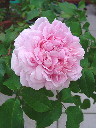 按此在新視窗瀏覽圖片