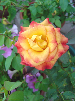 按此在新視窗瀏覽圖片