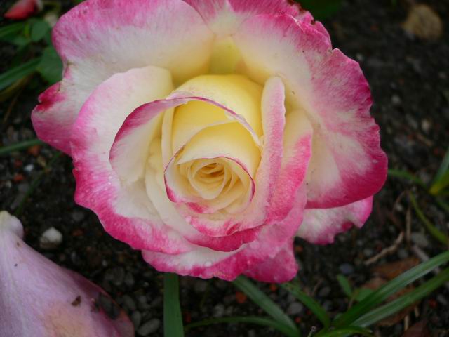 按此在新視窗瀏覽圖片