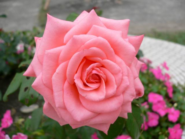 按此在新視窗瀏覽圖片