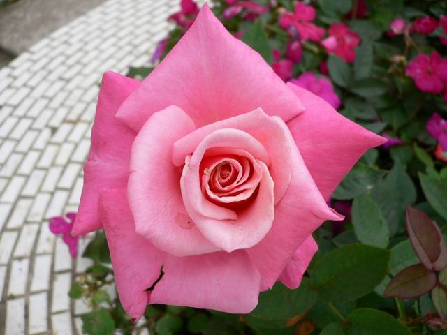 按此在新視窗瀏覽圖片