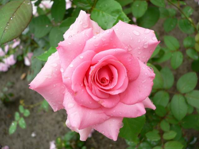 按此在新視窗瀏覽圖片