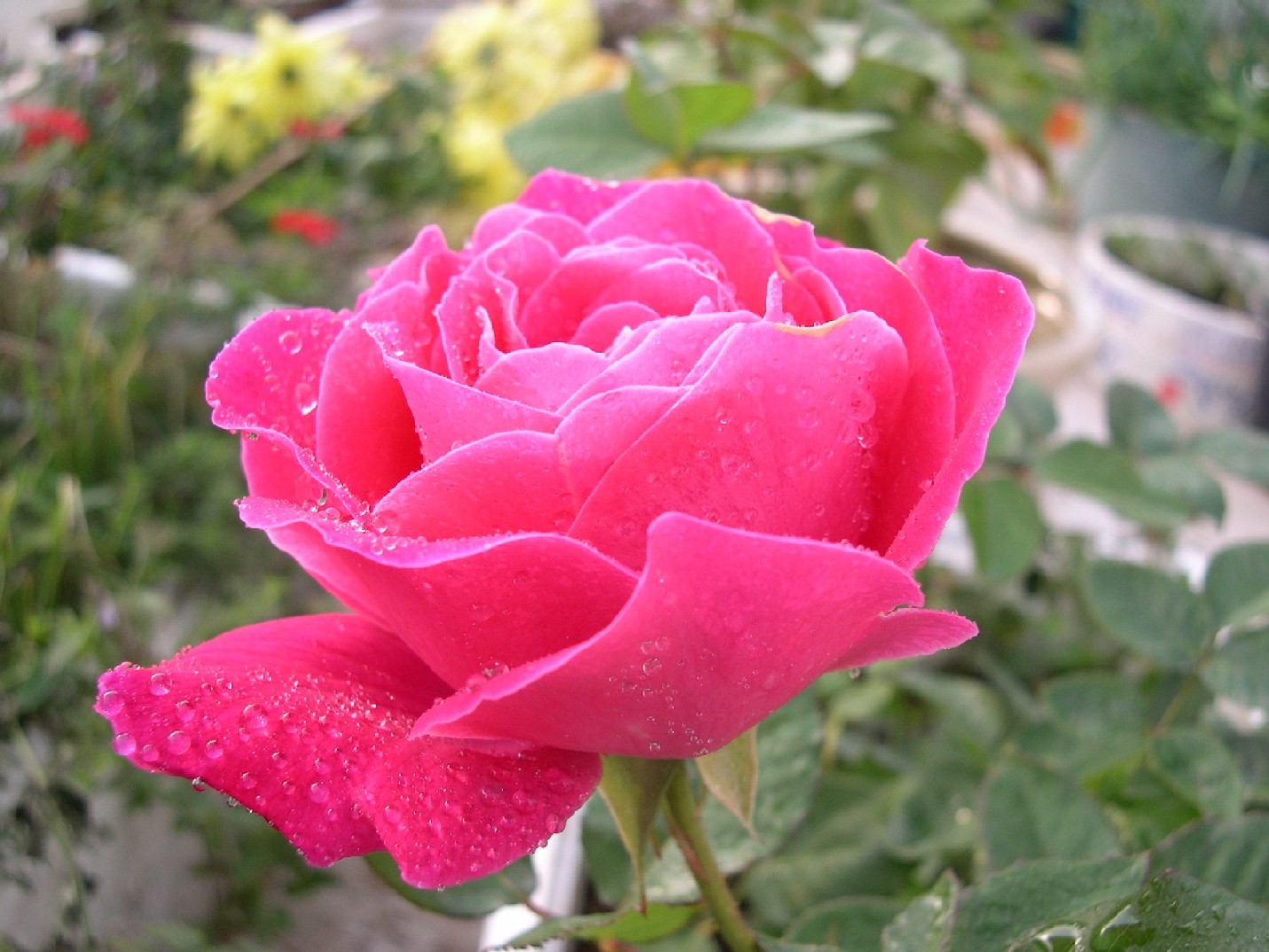 按此在新視窗瀏覽圖片