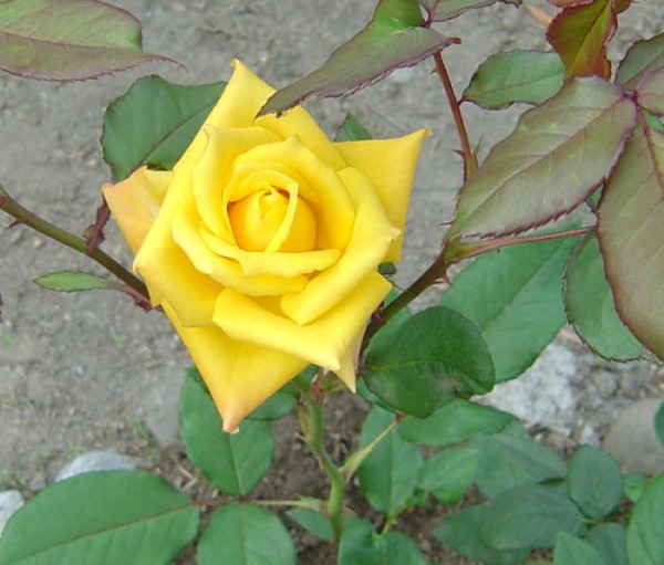 按此在新視窗瀏覽圖片