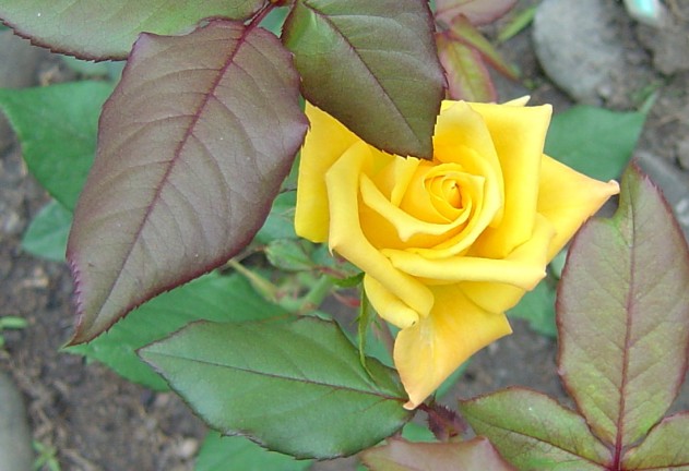 按此在新視窗瀏覽圖片