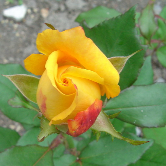 按此在新視窗瀏覽圖片