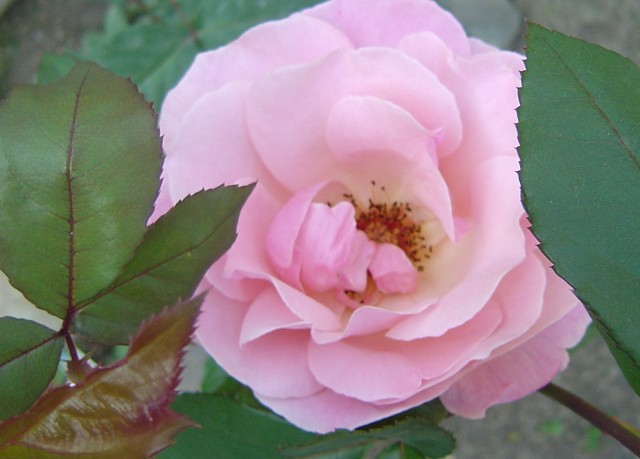 按此在新視窗瀏覽圖片