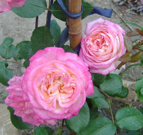 按此在新視窗瀏覽圖片