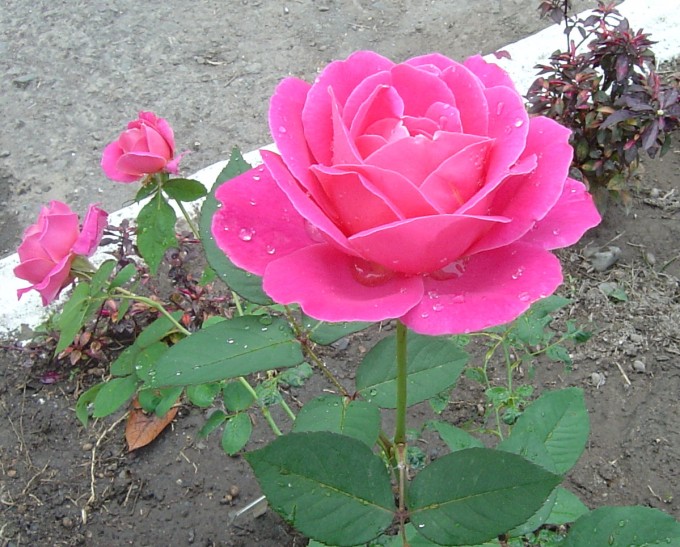 按此在新視窗瀏覽圖片