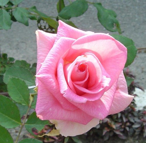 按此在新視窗瀏覽圖片