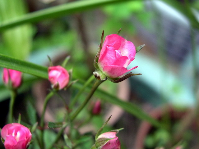 按此在新視窗瀏覽圖片