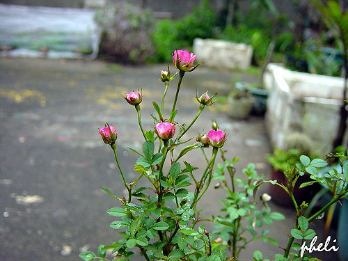 按此在新視窗瀏覽圖片