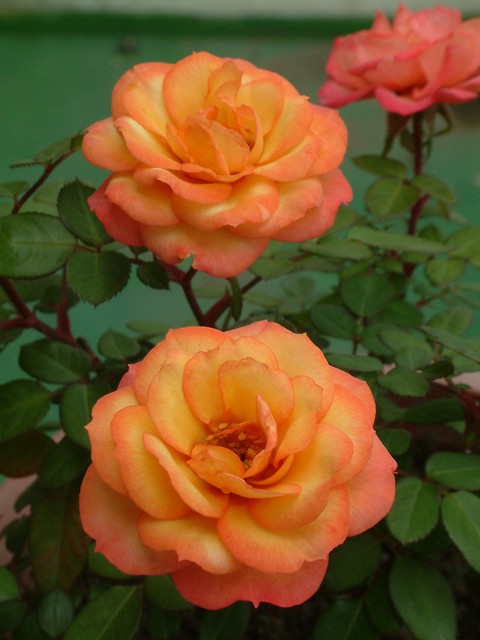 按此在新視窗瀏覽圖片