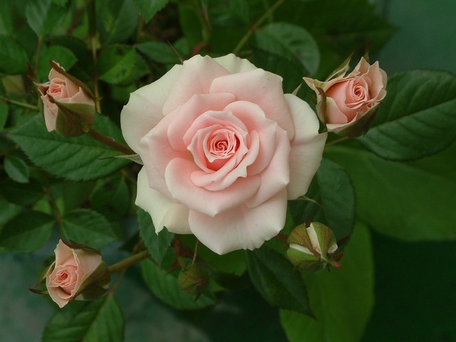 按此在新視窗瀏覽圖片