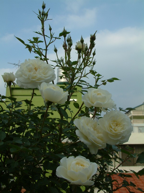 按此在新視窗瀏覽圖片