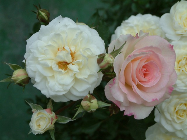 按此在新視窗瀏覽圖片