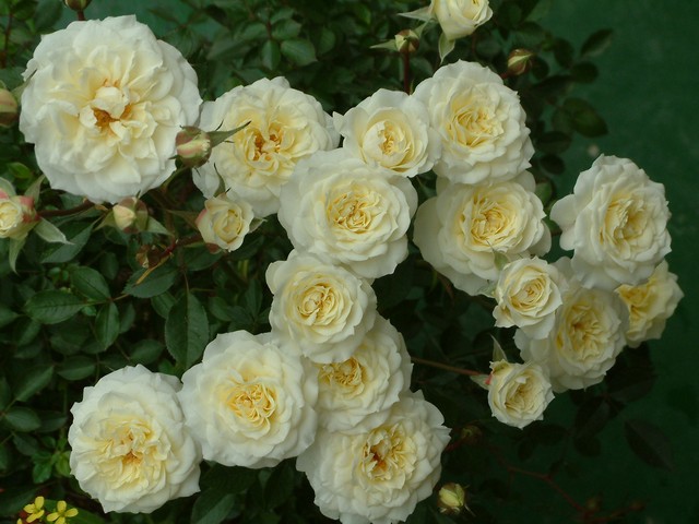 按此在新視窗瀏覽圖片