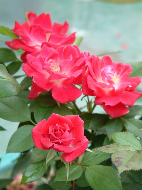 按此在新視窗瀏覽圖片