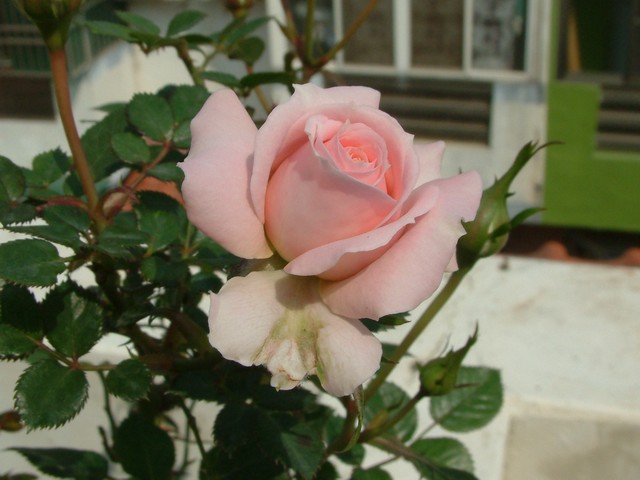 按此在新視窗瀏覽圖片