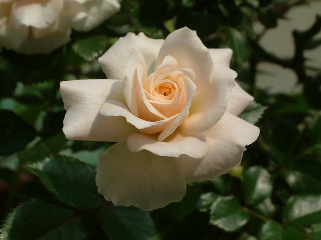 按此在新視窗瀏覽圖片