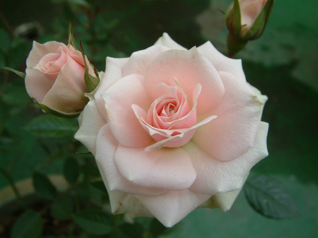 按此在新視窗瀏覽圖片