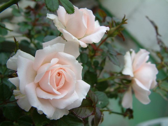 按此在新視窗瀏覽圖片