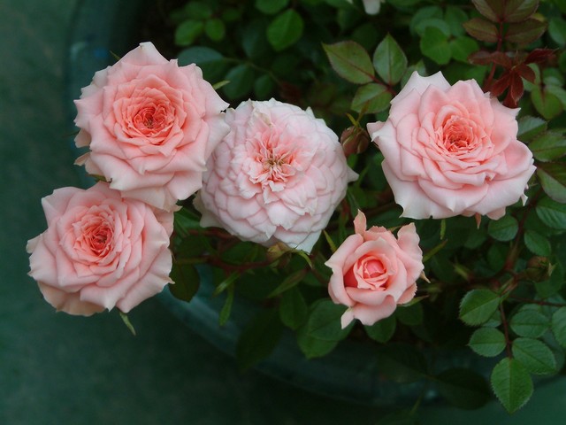 按此在新視窗瀏覽圖片