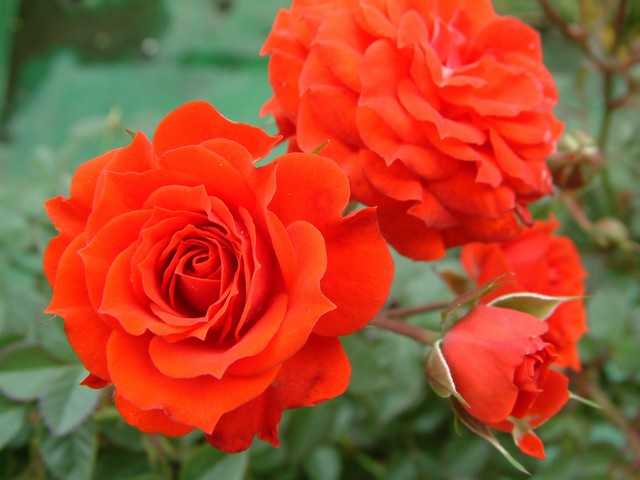 按此在新視窗瀏覽圖片