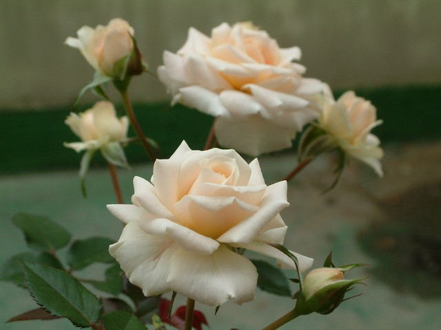 按此在新視窗瀏覽圖片