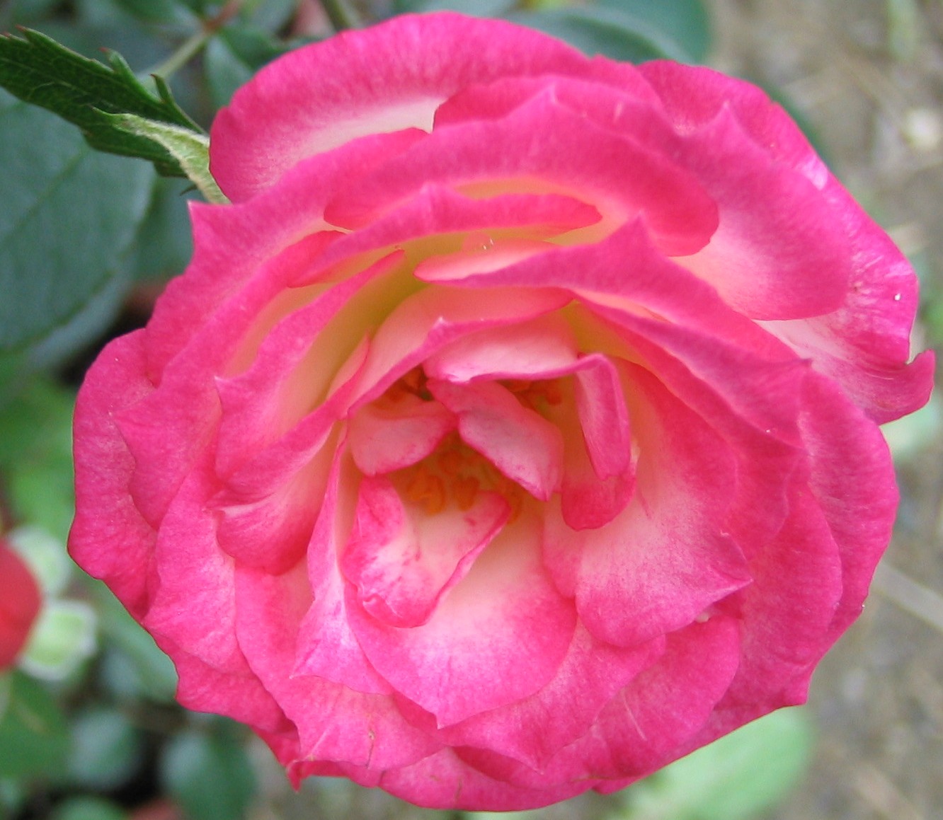 按此在新視窗瀏覽圖片