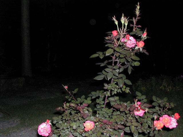 按此在新視窗瀏覽圖片