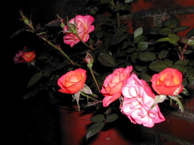 按此在新視窗瀏覽圖片