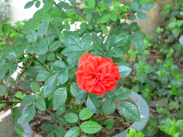 按此在新視窗瀏覽圖片