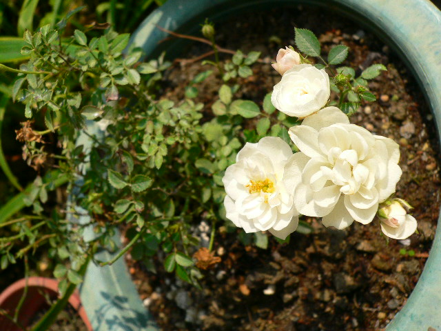 按此在新視窗瀏覽圖片