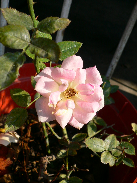 按此在新視窗瀏覽圖片