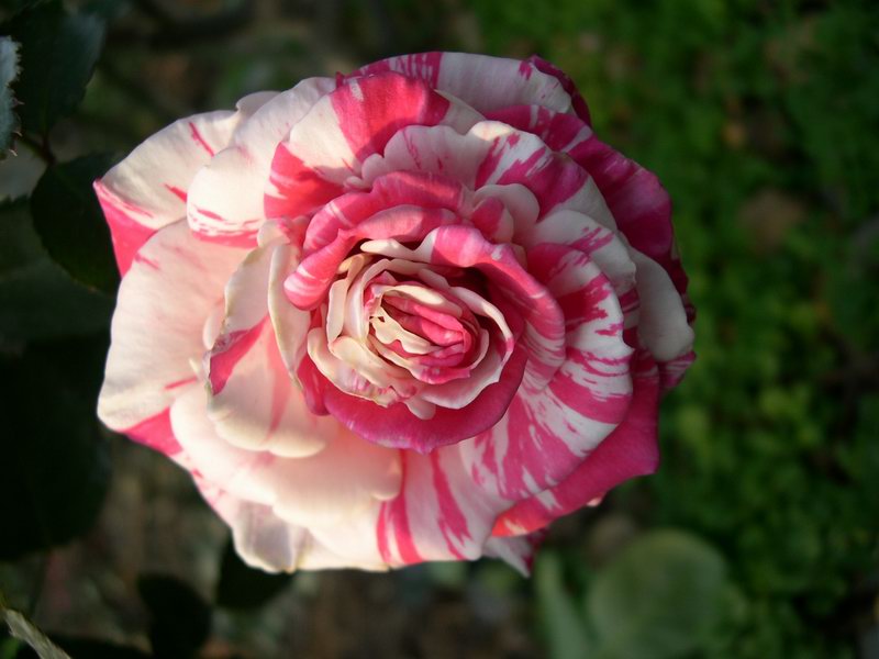 按此在新視窗瀏覽圖片