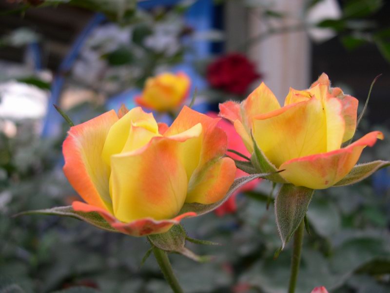 按此在新視窗瀏覽圖片