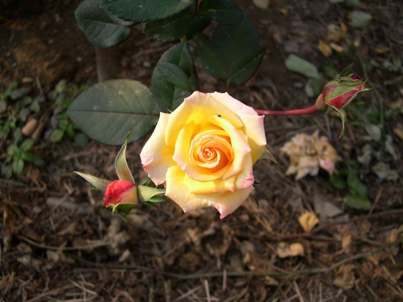 按此在新視窗瀏覽圖片