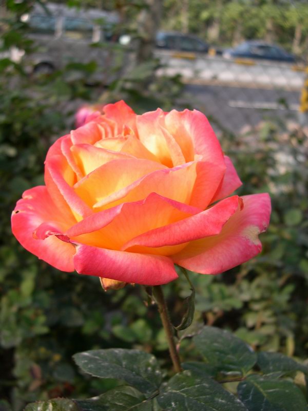 按此在新視窗瀏覽圖片