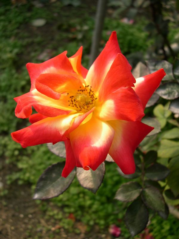 按此在新視窗瀏覽圖片