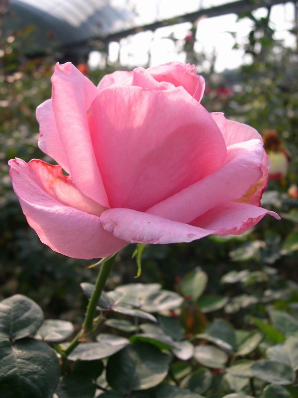 按此在新視窗瀏覽圖片