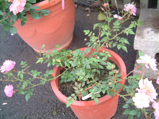 按此在新視窗瀏覽圖片