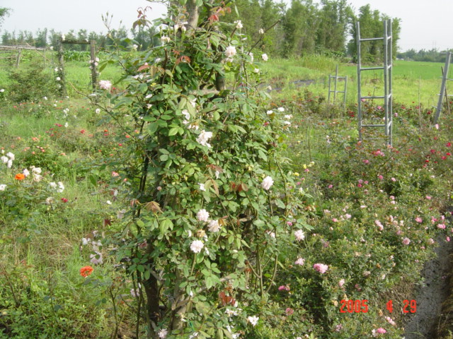 «ö¦¹¦b·sµøµ¡ÂsÄý¹Ï¤ù