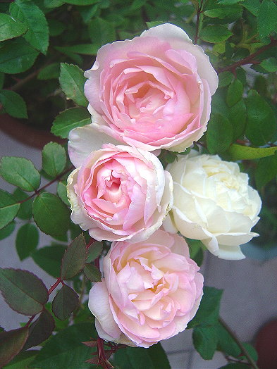 «ö¦¹¦b·sµøµ¡ÂsÄý¹Ï¤ù