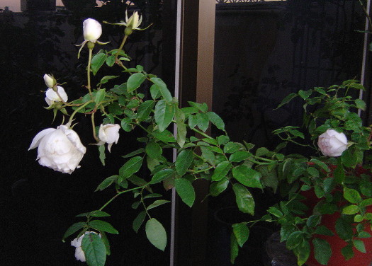 «ö¦¹¦b·sµøµ¡ÂsÄý¹Ï¤ù